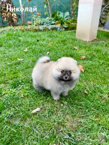 Померан мини момче. Померанче, снимка 4 - Померан - 52355137