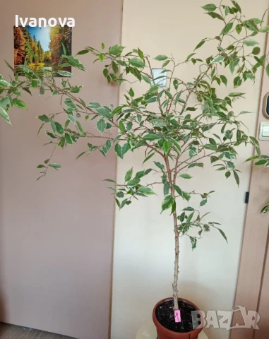 Цвете фикус бенджамин, снимка 3 - Стайни растения - 51075695