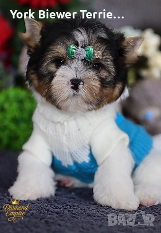Йоркширски Териер! Страхотни бебета с родословие за деца и възрастни! , снимка 3 - Йоркширски териер - 52882893