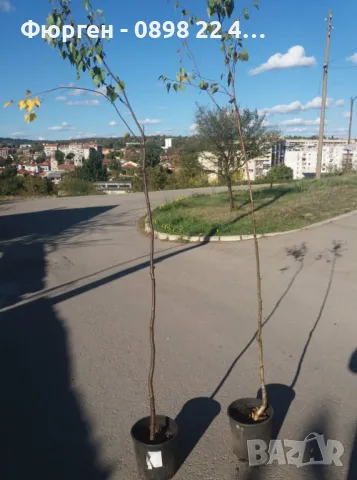  Бреза и Върба, снимка 12 - Разсади - 47441640