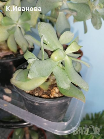 Цветя, снимка 6 - Декорация за дома - 32877351