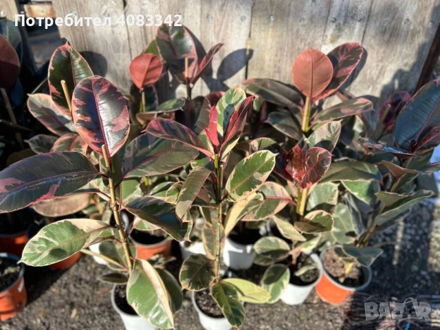 Фикус , снимка 6 - Градински цветя и растения - 53190545