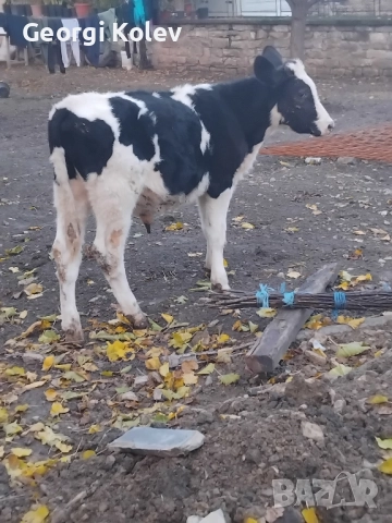 Мъжко теле на 6 месеца, снимка 2 - Крави - 52352722