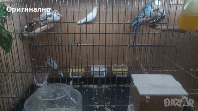  Диамантени, Зеброви и Японски  амадини