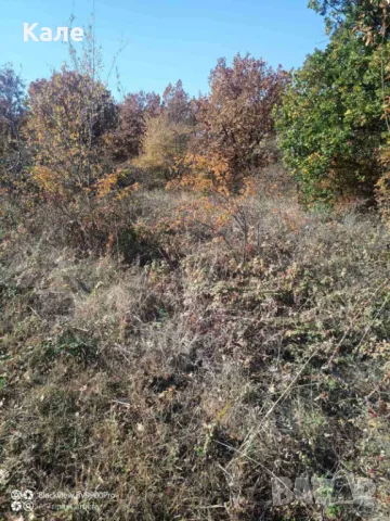 Широколистни гори 15.5 дка с. Винище, община Монтана, снимка 10 - Земеделска земя - 48391879