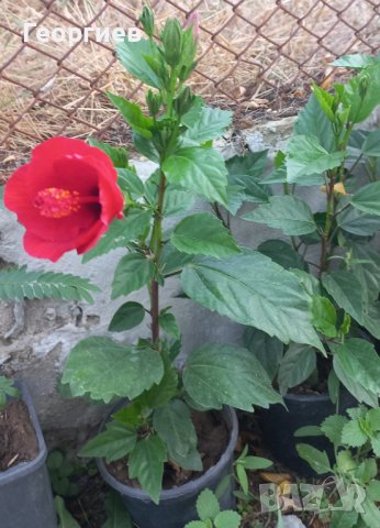 Два броя Яркочервени китайски рози, снимка 4 - Стайни растения - 37492096