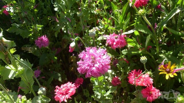 Градински мак, снимка 9 - Сортови семена и луковици - 26210382