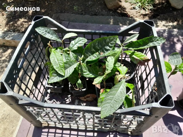 Японска мушмула фиданки, снимка 3 - Други - 51002565