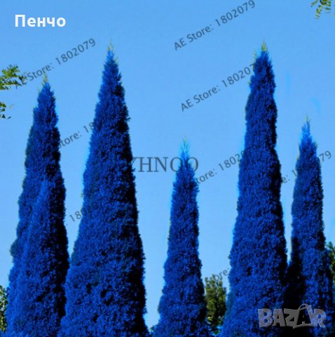 100 бр. семена кипарис синя елха бор сини иглолистни кипарисови дървета бонсай екзотични за градина , снимка 9 - Сортови семена и луковици - 28955046