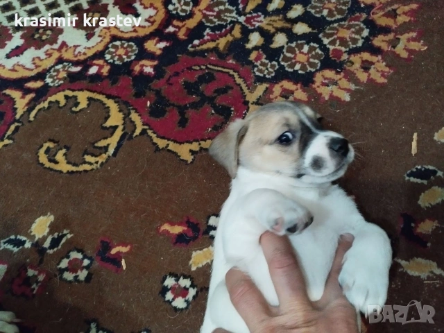 Кученца, снимка 7 - Други - 53511931