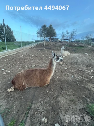 Продават се лами и алпаки, снимка 5 - Други - 50560549