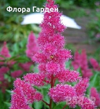 ХОСТА, АСТИЛБЕ - Коренища/ ПРЕДВАРИТЕЛНИ ПОРЪЧКИ, снимка 16 - Градински цветя и растения - 49488937