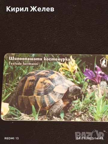 Три фонокарти тема ЖИВОТНИ ШИПООПАШАТА КОСТЕНУРКА,СОВА,ЖАБА 50812, снимка 9 - Колекции - 51643922