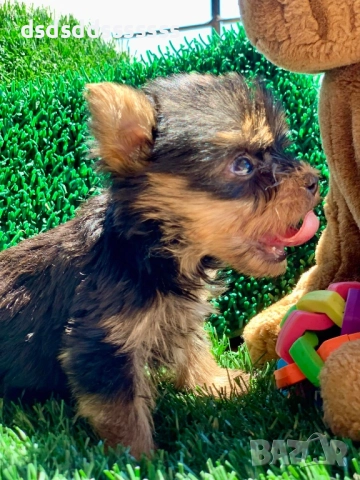 Продавам мини йорки , снимка 2 - Йоркширски териер - 52802254