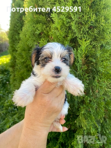 Бивер Бивър йорки йоркширски териер, снимка 3 - Йоркширски териер - 52369659