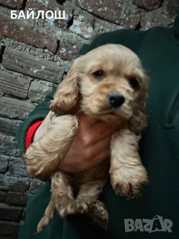 Кокер шпаньол, снимка 5 - Кокер шпаньол - 52794453