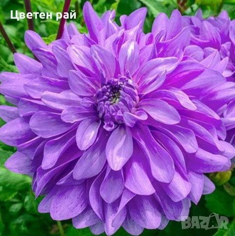 Грудки на няколко цвята далии , снимка 6 - Градински цветя и растения - 52506160