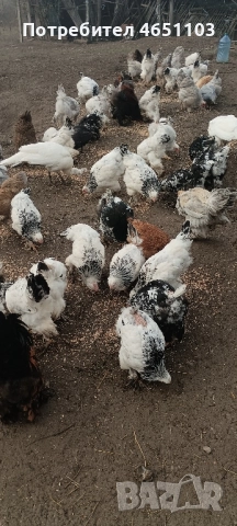 Продавам Брами, снимка 2 - други­ - 52420139