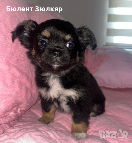 Мини чихуахуа , снимка 3 - Чихуахуа - 53602754