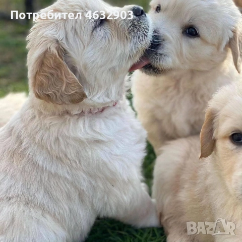 голдън ретривър момче кремаво, снимка 7 - Голдън ретривър - 52775962