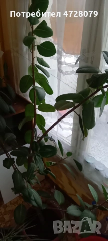 Prodavam fikus dosta goliam, снимка 4 - Стайни растения - 53354622