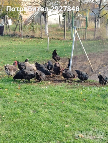 Продават се кокошки австралорп , снимка 2 - За птици - 52592812