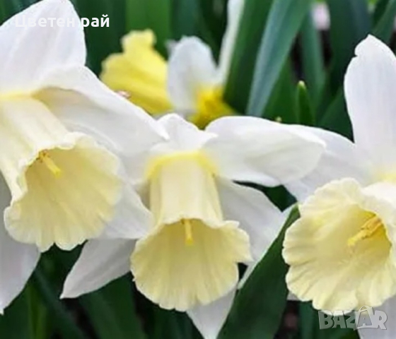 Домашни нарциси в саксия по 3броя луковици , снимка 8 - Градински цветя и растения - 44873107