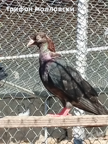 Гълъби на глас и въртене , снимка 12 - Гълъби - 51800997