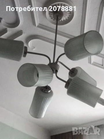 Полилей, снимка 4 - Полилеи - 51265368