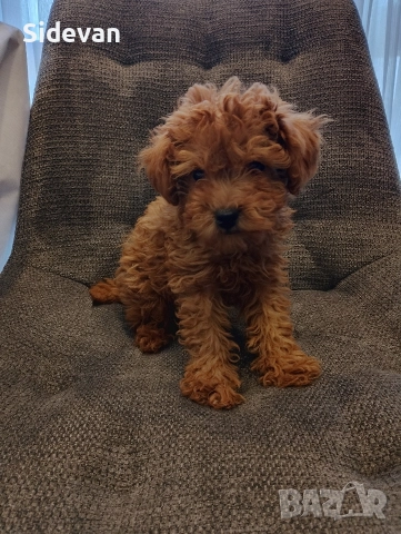 Мини Пудел, снимка 2 - Пудели - 52708944