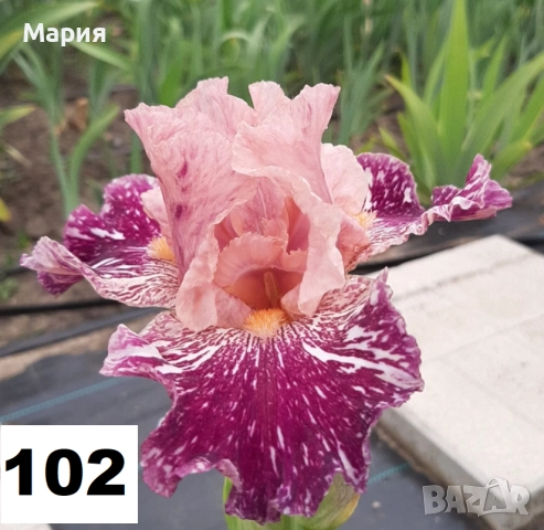 Сортови вискоки ириси /брадати ириси, снимка 12 - Сортови семена и луковици - 46410355