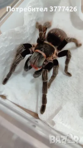 Тарантули - Всякакви видове и размери