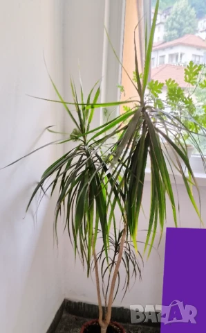Продавам драцена