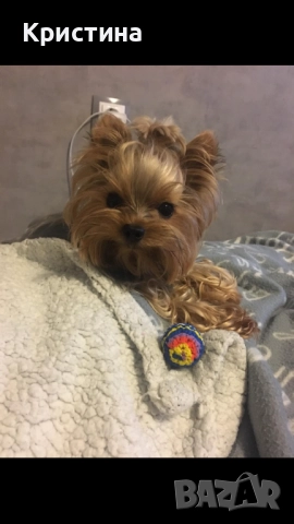 Мини йоркширски териер, снимка 11 - Йоркширски териер - 52559740