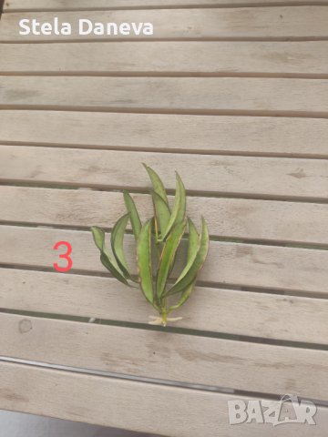 Вкоренен резник на растение хоя, снимка 4 - Стайни растения - 43076464