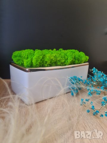 Картини със скандинавски мъх