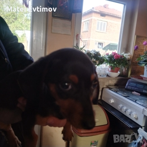 чистокръвен Дакел, снимка 3 - Дакели - 52460226