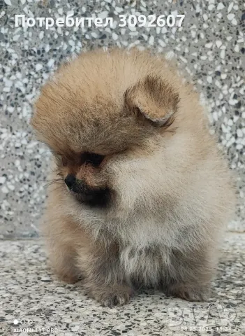 Померан момче , снимка 5 - Померан - 50159998