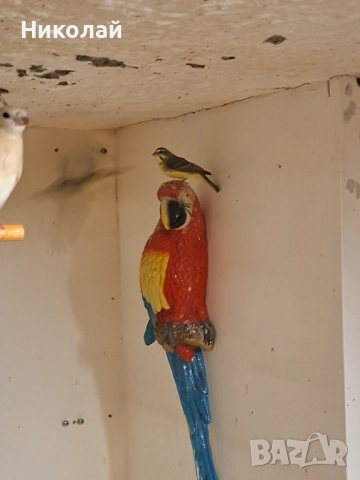 Мозамбикски Канарчетата!