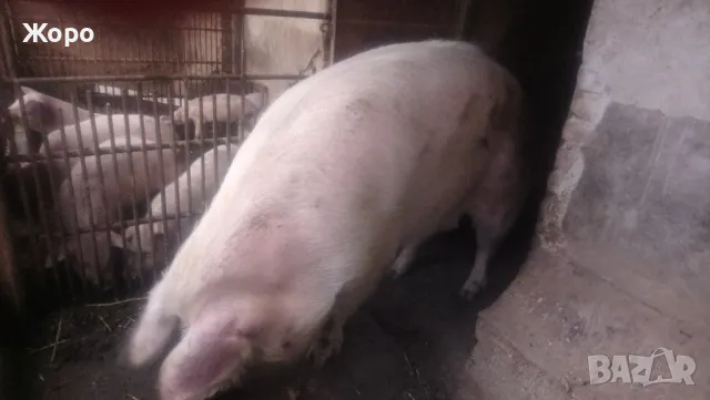 Елитни прасета българска бяла, снимка 2 - Прасета - 48425485