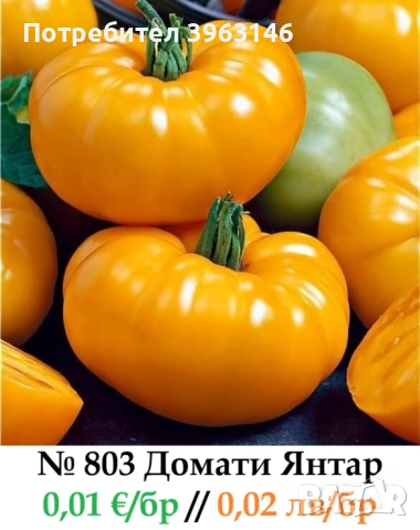 Семена за Стотинки, снимка 3 - Сортови семена и луковици - 52838410