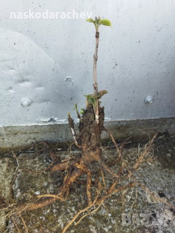 Черен дървовиден бъз, Свирчовина (Sambucus nigra) за имунната система на гол корен , снимка 2 - Разсади - 39107473