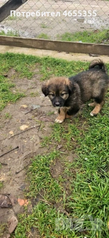Каракачански кученца, снимка 4 - Каракачанска овчарка - 52467039