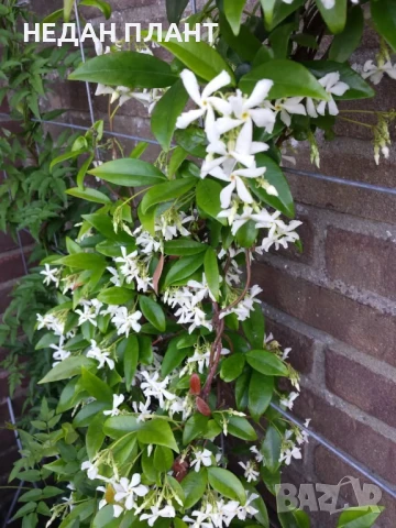 Звездовиден жасмин, снимка 2 - Градински цветя и растения - 51047249