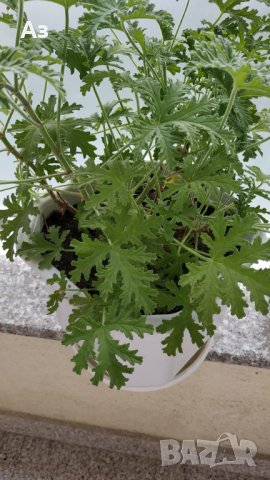 Продавам цветя Индрише, големи , снимка 4 - Градински цветя и растения - 33316742