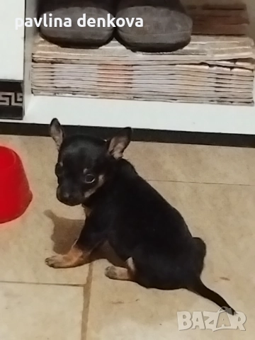 Чистокръвни,мини пинчери, снимка 2 - Пинчер - 52796626