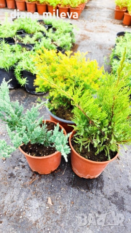 Промо пакет от 3бр студоустойчиви иглолистни и вечнозелени растения!, снимка 6 - Градински цветя и растения - 50929669