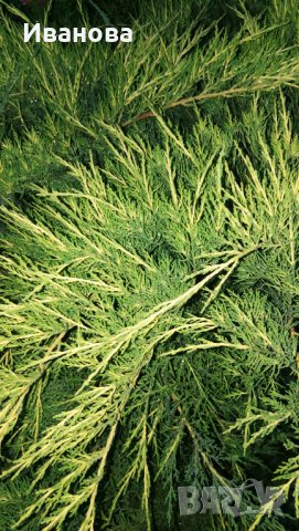 Юниперус медиа Фитцериана Ауреа, снимка 9 - Градински цветя и растения - 33141210
