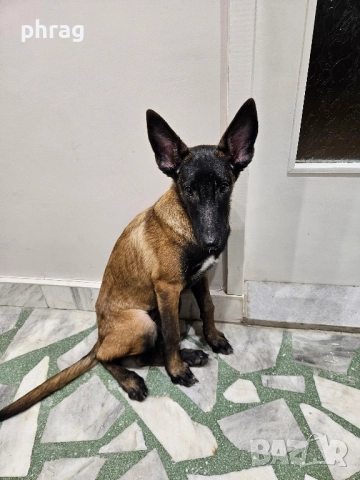 Белгийска овчарка Малиноа - женска