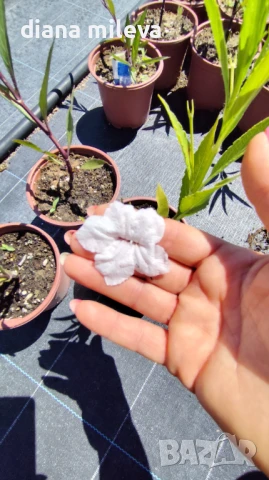 Руелия, Мексиканска петуния в три различни цвята!, снимка 8 - Градински цветя и растения - 50923578